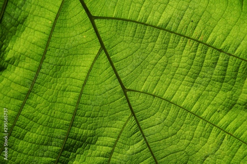 Green leaf pattern texture backgrounds