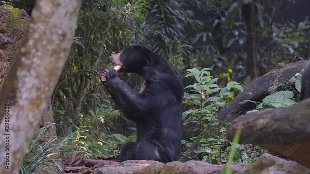 A SunBear (Helarctos malayanus) is sitting down and is eating bamboo