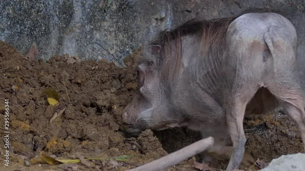 A Desert Warthog (Phacochoerus aethiopicus) is digging the soil with its head. A Desert Warthog (Phacochoerus aethiopicus) is digging the soil with its head.
