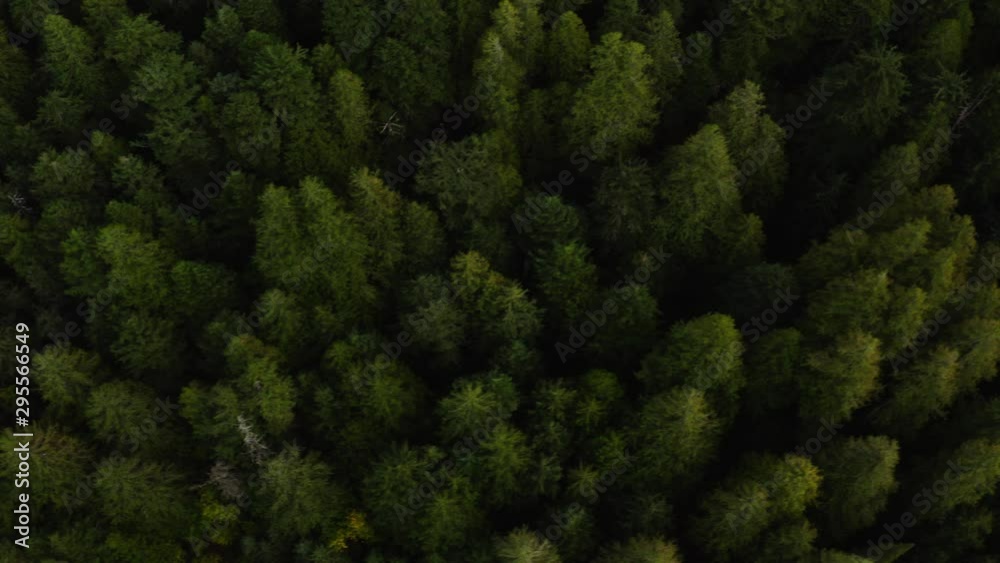 Aerial view of Glacier National Park, breathtaking landscapes of Montana, snowy mountain peaks and endless green forest, moody shoots of nature