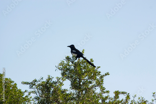 the magpie bird on the moroccan argan trees
