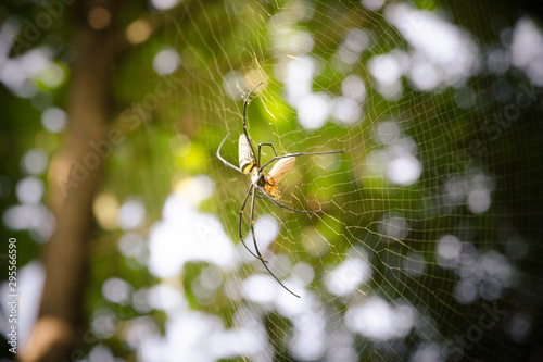 Big spider Eating food on the spider web in the sunlight
