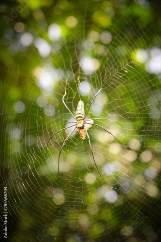 Big spider Eating food on the spider web in the sunlight