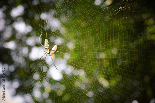 Big spider Eating food on the spider web in the sunlight