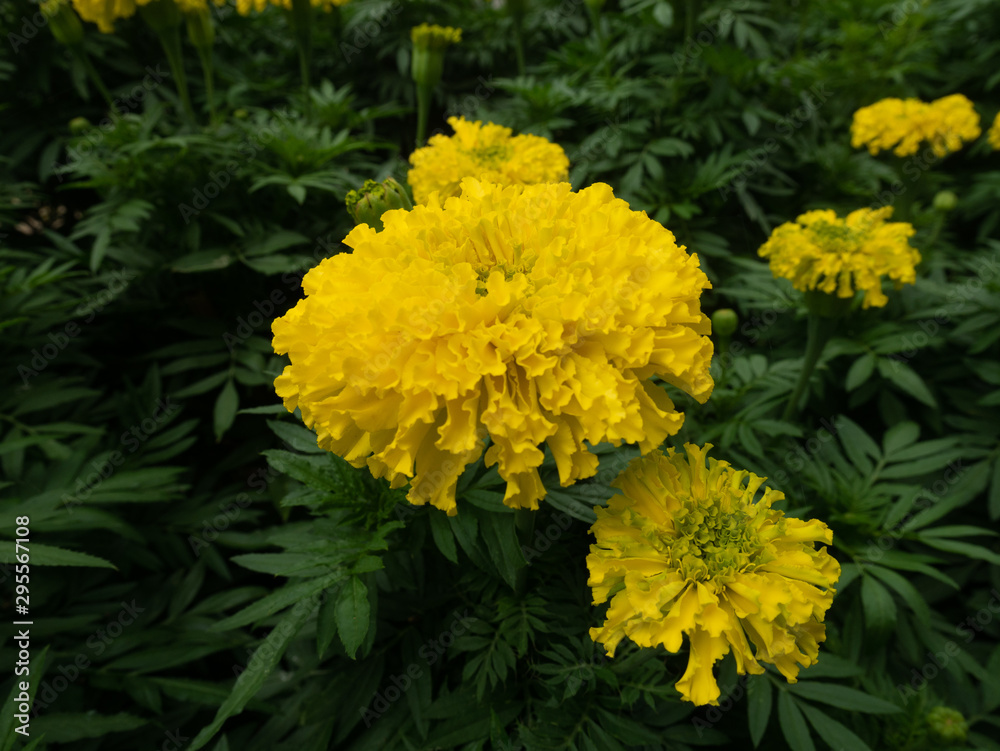 yellow flowers in garden yellow flowers in garden