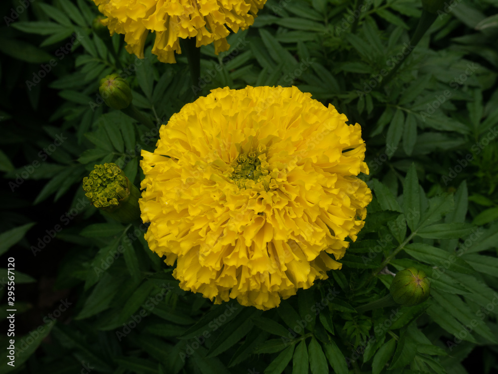 yellow flowers on white background yellow flowers on white background