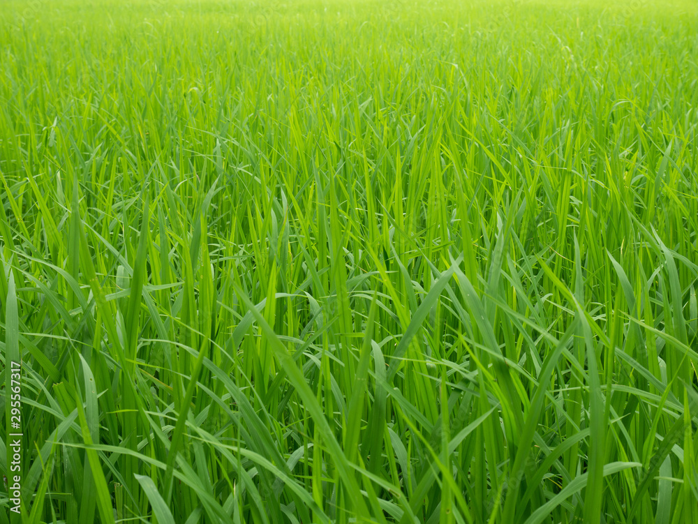 green wheat field of grass