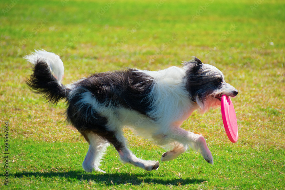 Cute black and white bordoodle dog with long hair running through a grassy field with a pink frisbee in its mouth.