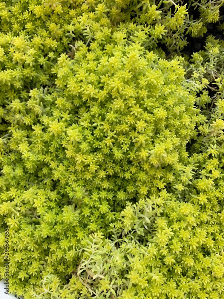 Naklejka premium Drought Tolerant Succulent Varities