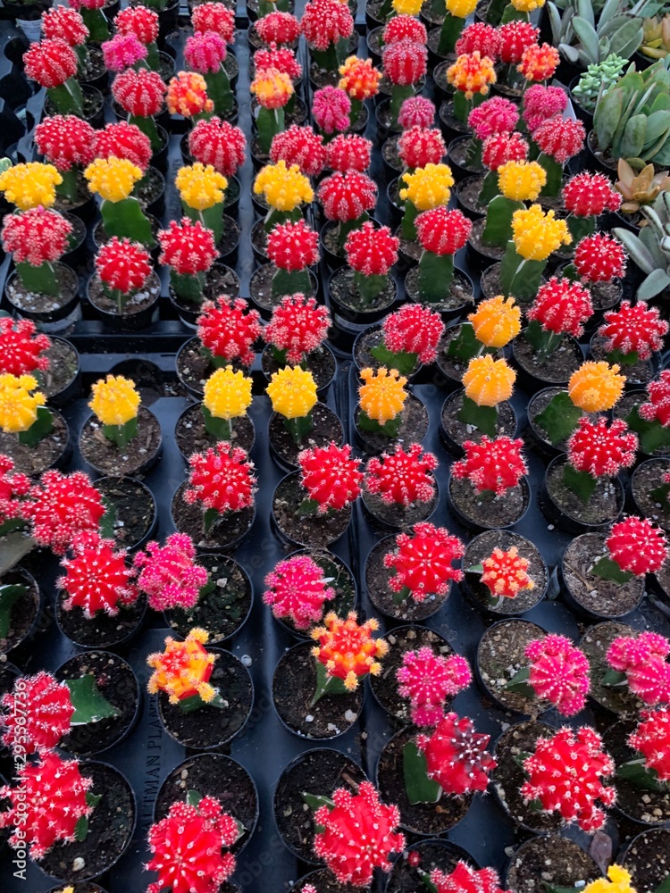 Obraz premium Drought Tolerant Succulent Plant Varieties