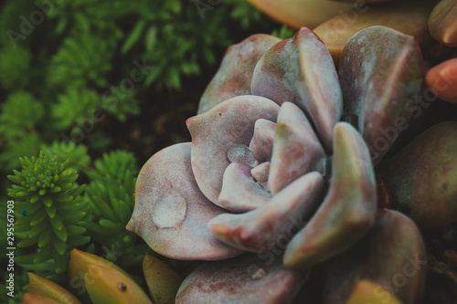 close up of succulent plants