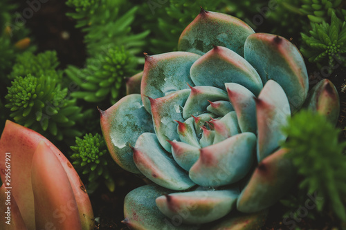 close up of succulent plants photo