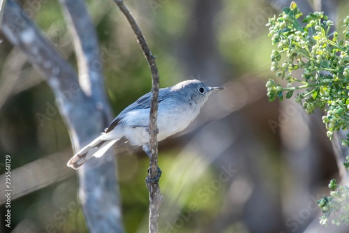 Autumn birds in Southern California coast.. photo