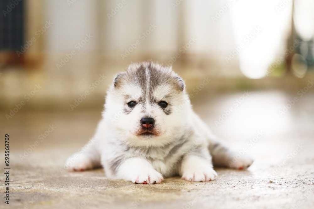 Fototapeta premium Siberian Husky puppy gray and white colors lying on floor. Fluffy puppy one month old.