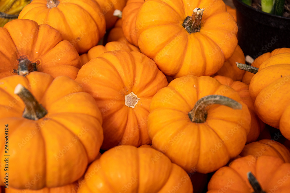 Orange Pumpkin Squash in a Pile on a Sunny Autumn Day Orange Pumpkin Squash in a Pile on a Sunny Autumn Day