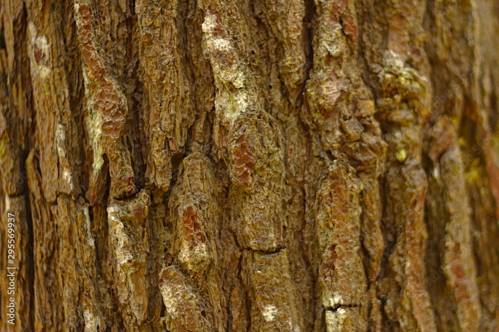 Naklejka premium bark of a tree