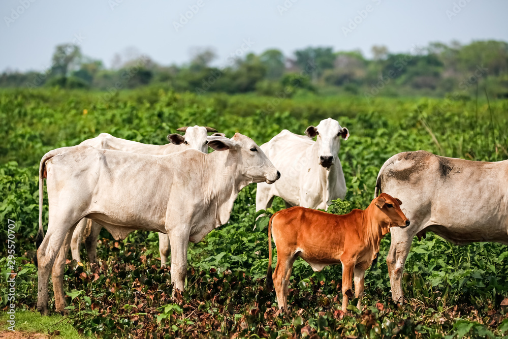 A group of typical Pantanal cattle standing in a green field, facing camera, Pantanal Wetlands, Mato Grosso, Brazil