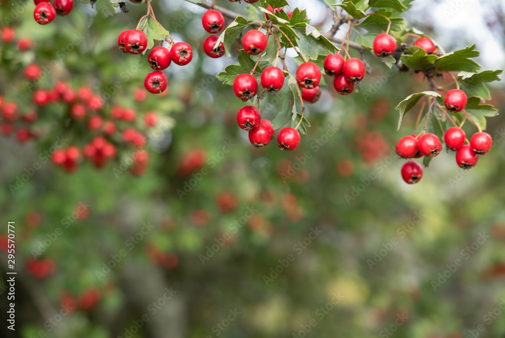Obraz premium Bright red fruits on a branch against a green background