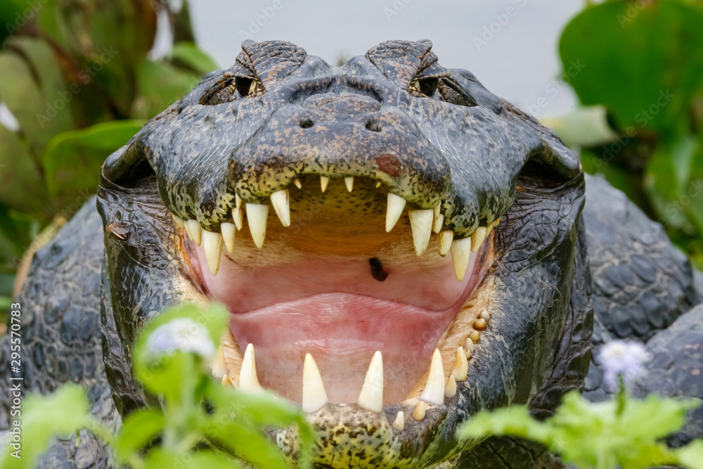 Fototapeta premium Close-Up front view of a big Black Caiman with open mouth and huge fangs framed with green leaves, Pantanal Wetlands, Mato Grosso, Brazil