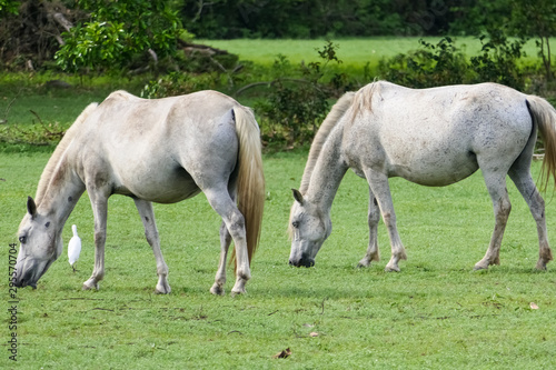 Two Pantanal horses grazing on a lush green meadow in the Pantanal Wetlands, Mato Grosso, Brazil