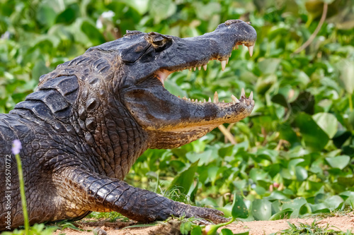 Side view of upper body of a big Black Caiman with open mouth against green background, Pantanal Wetlands, Mato Grosso, Brazil