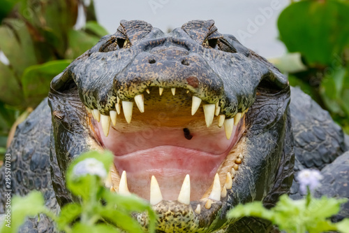 Close-Up front view of a big Black Caiman with open mouth and huge fangs framed with green leaves  Pantanal Wetlands  Mato Grosso  Brazil