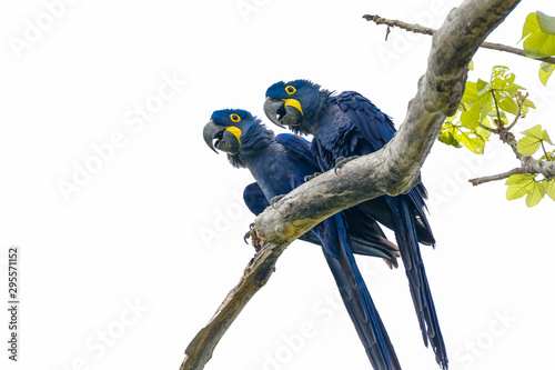 Low angle view of a couple of Hyacinth Macaws perching on a tree branch against bright sky, Pantanal Wetlands, Mato Grosso, Brazil