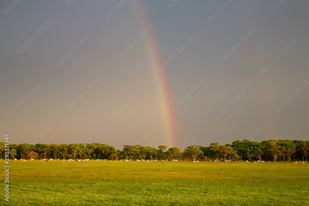 Idyllic view of pasture land with dark sky, sunlight and a glowing rainbow at the horizon, Pantanal Wetlands, Mato Grosso, Brazil Idyllic view of pasture land with dark sky, sunlight and a glowing rainbow at the horizon, Pantanal Wetlands, Mato Grosso, Brazil