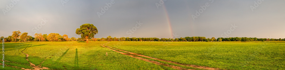 Panorama of idyllic landscape in the Pantanal Wetlands in warm light, a rural road is leading to a tree at the horizon with a rainbow, Mato Grosso, Brazil Panorama of idyllic landscape in the Pantanal Wetlands in warm light, a rural road is leading to a tree at the horizon with a rainbow, Mato Grosso, Brazil