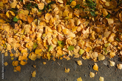 Yellow autumn birch leaves lie on the ground