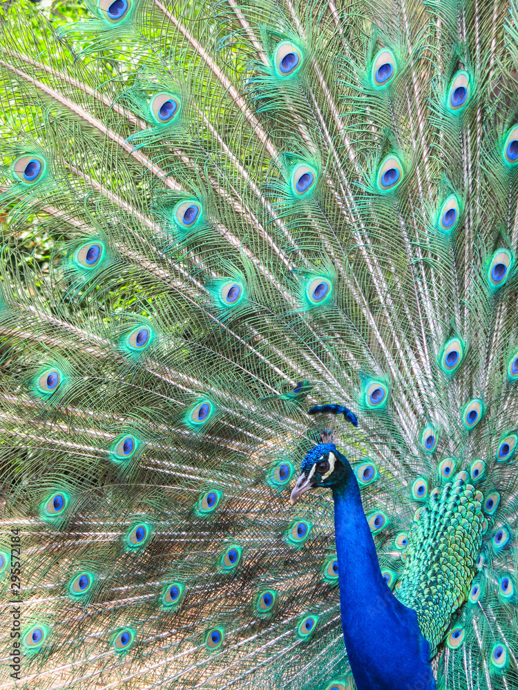 Naklejka premium male peacock or peafowl tail plumage