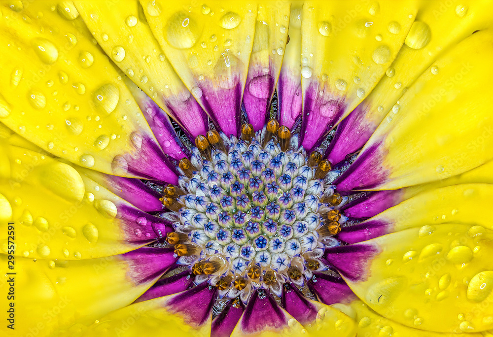 Obraz premium Flower Macro Shot