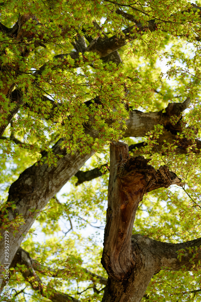 Fototapeta premium Maple green leaf with branch
