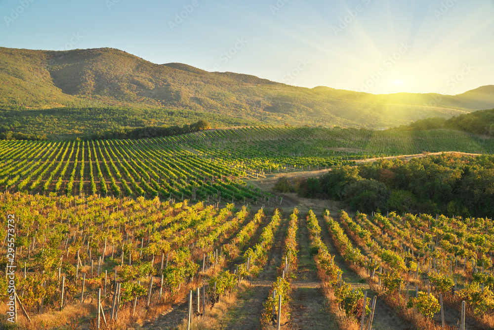 Mountain and Vineyard.