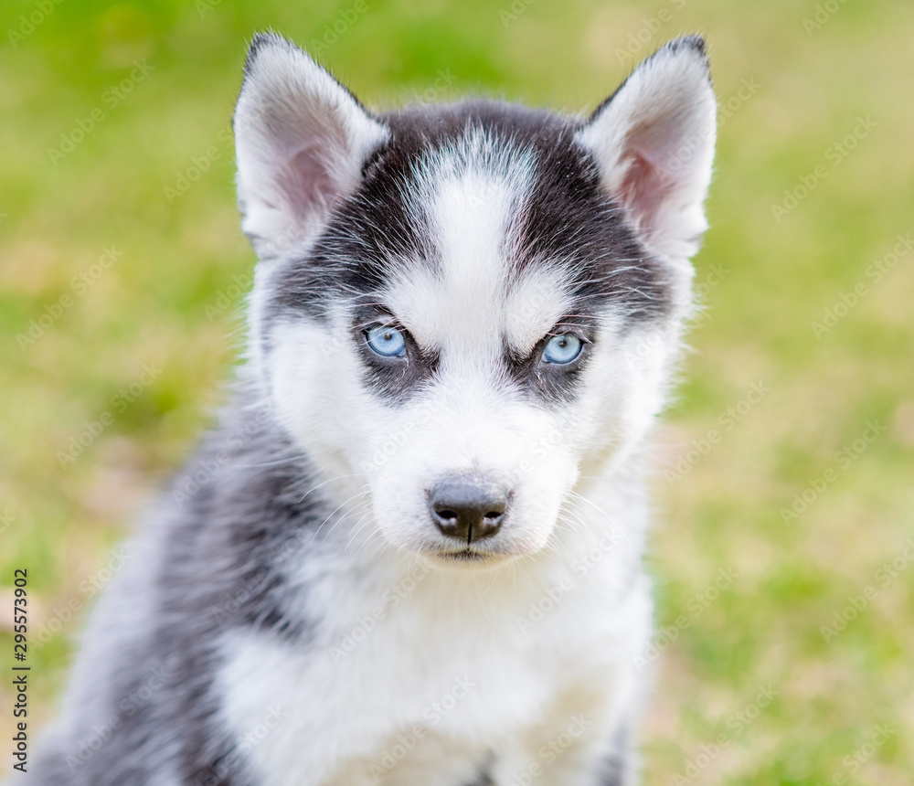 Portrait of a Siberian husky puppy on summer grass