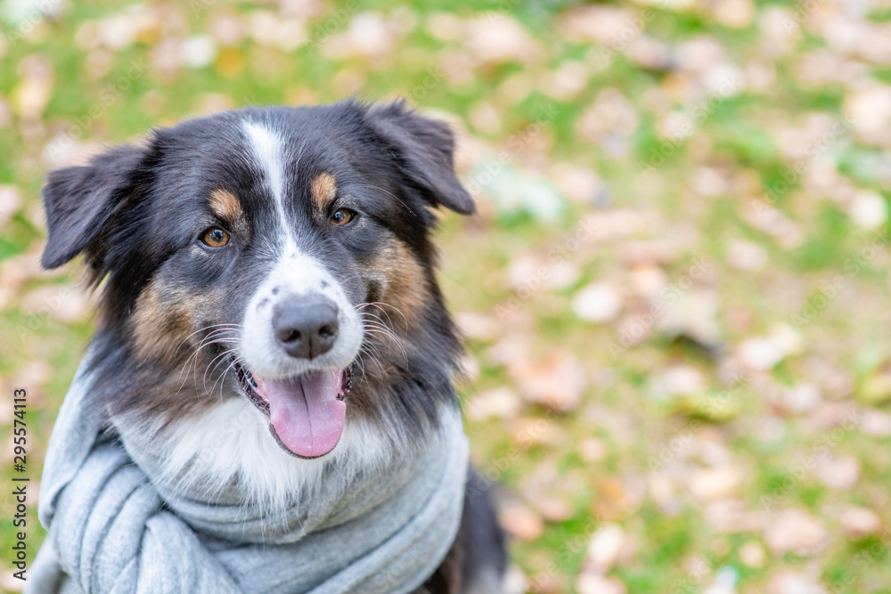 Portrait of a cute australian shepherd dog with a warm scarf on his head in autumn park. Empty space for text