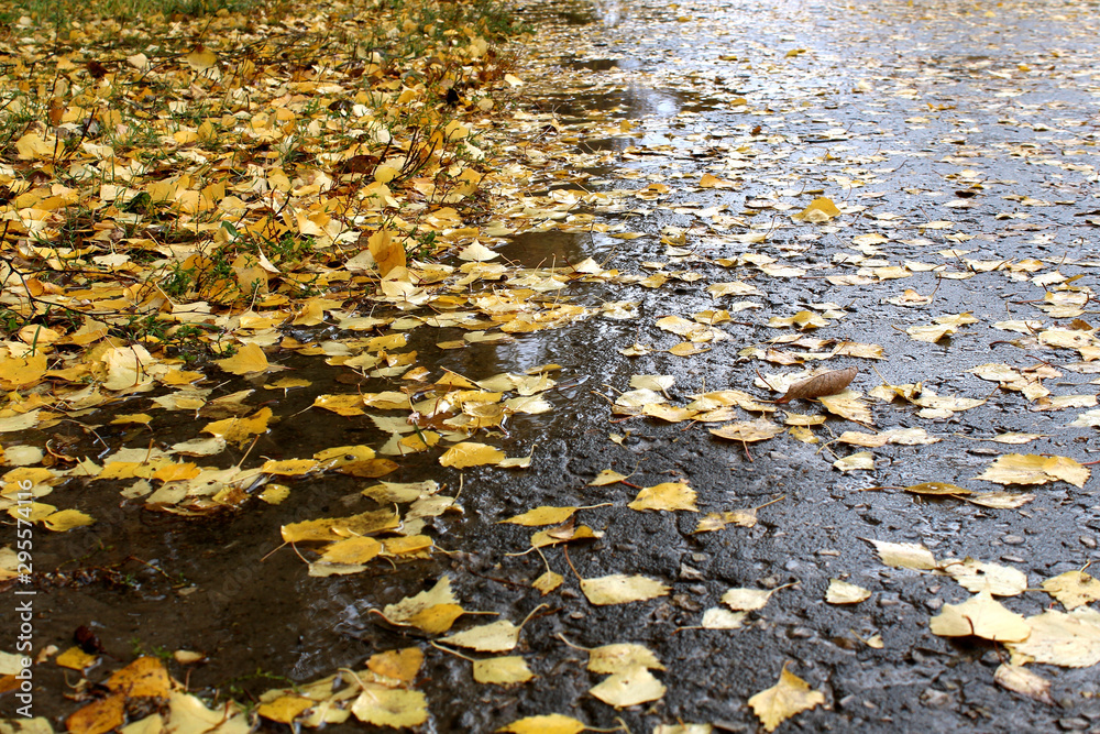 autumn juicy yellow leaves lie on damp pavement autumn juicy yellow leaves lie on damp pavement