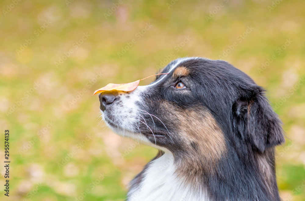 Australian shepherd dog with leaf on his nose sitting at autumn park. Side view.