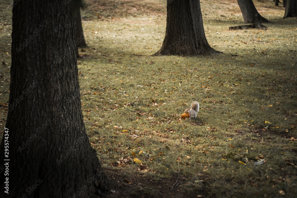 squirrel running with food, Autumn and autumn leaves squirrel running with food, Autumn and autumn leaves