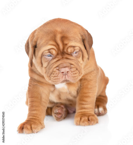 Sad Bordeaux puppy sitting in front view and looking away. isolated on white background