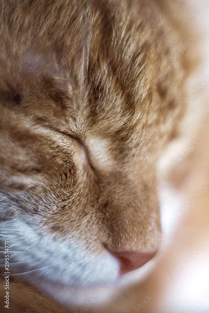 Fototapeta premium cat sleeping on bed