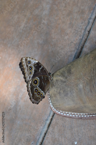 butterfly on boot