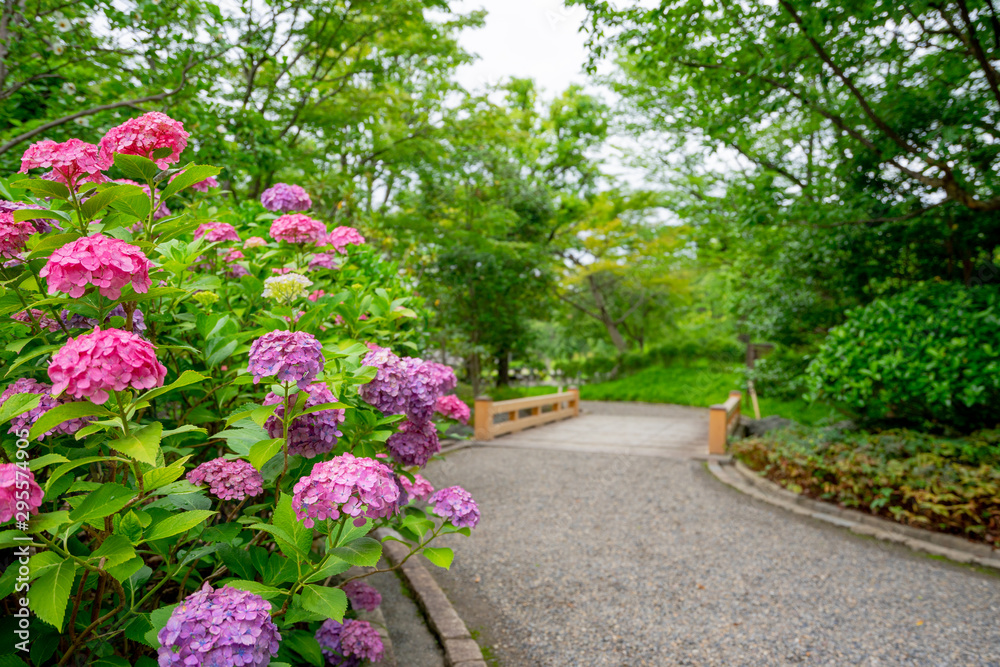 梅雨 紫陽花 あじさい 満開