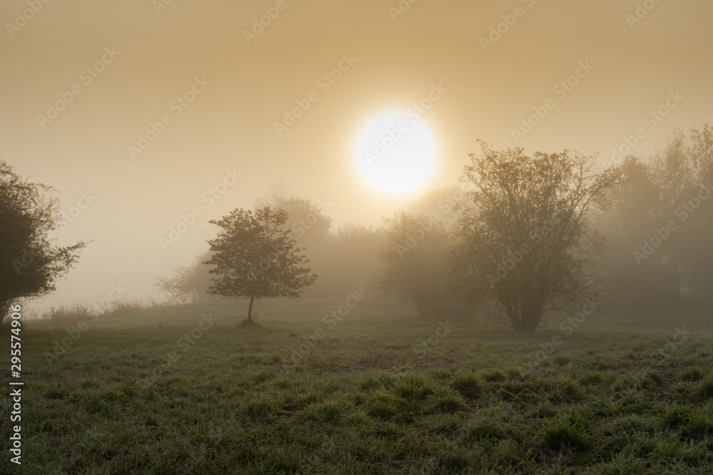 A nature reserve in the thick fog with trees at sunrise