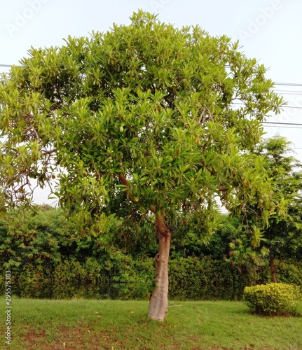 Cerbera odollam is a a small perennial plant Flowering into a bouquet of flowers like needles. Popular as an ornamental plant Looks like a round, dense, evergreen leaves. With white latex The petals a