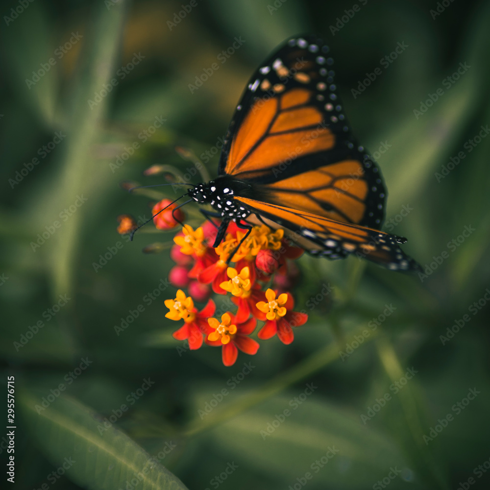 Obraz premium mariposa monarca