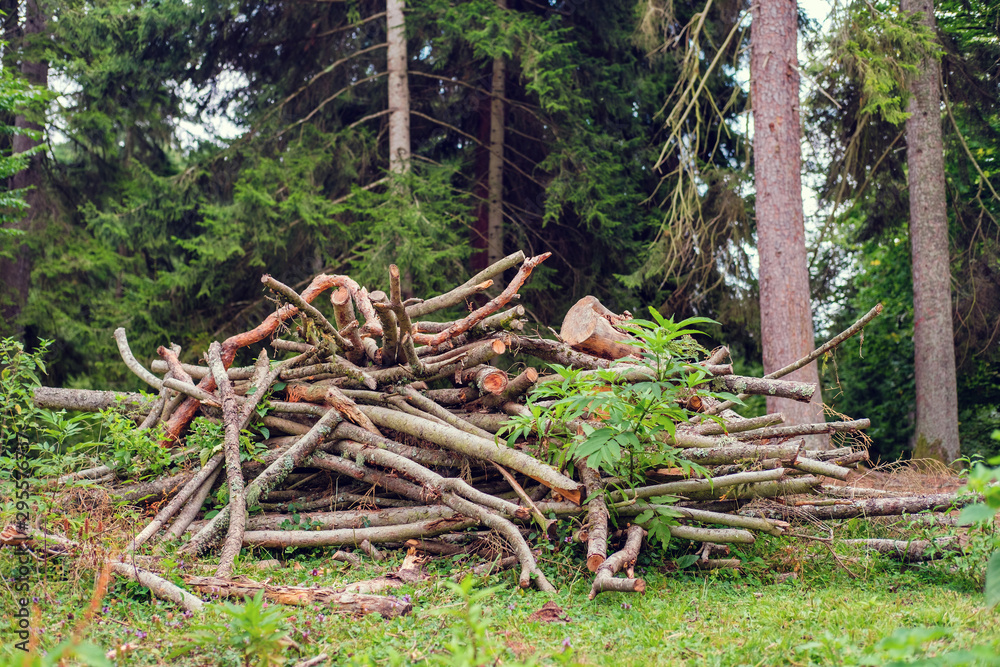 Stack of fire woods in the forest Stack of fire woods in the forest
