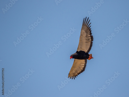 A lone Bateleur isolated against a clear blue sky image with copy space in horizontal format