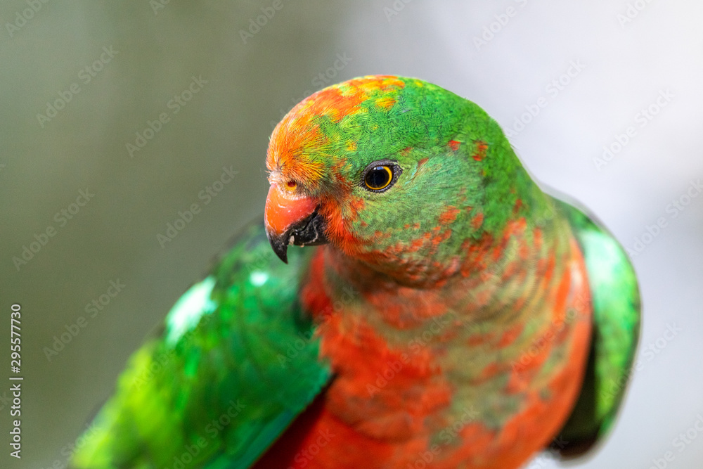 Australian King Parrot