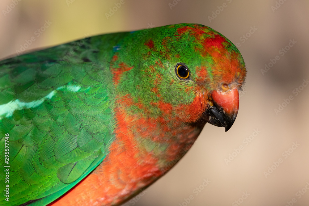Australian King Parrot